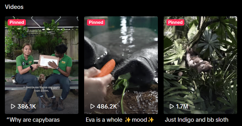 a screenshot of mandai wildlife reserve tiktok feed